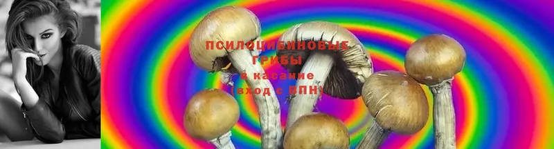 мега ONION  наркота  Кубинка  Галлюциногенные грибы Psilocybine cubensis 