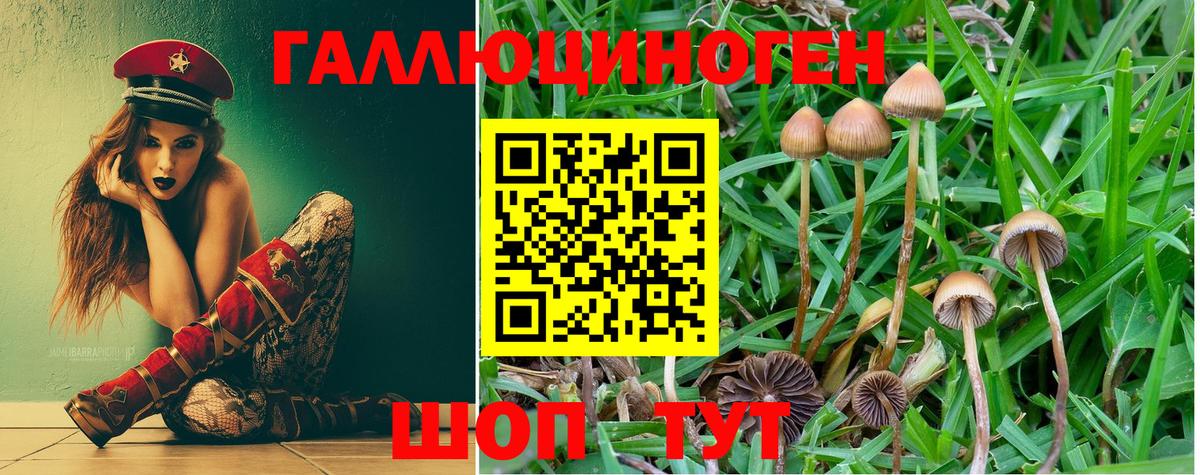 Псилоцибиновые грибы Psilocybine cubensis Кубинка